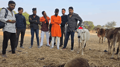 cow and calf death in Bilaspur widespread anger among cow protection activists