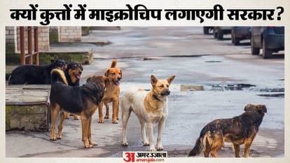 क्यों करोड़ों रुपये खर्च कर कुत्तों में माइक्रोचिप लगाएगी दिल्ली सरकार?