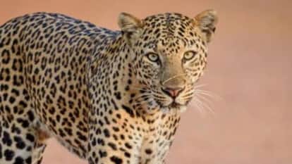 Jhunjhunu News: Panther Spotted in Udaipurwati Residential Area After Descending from Hills, Forest Dept Alert