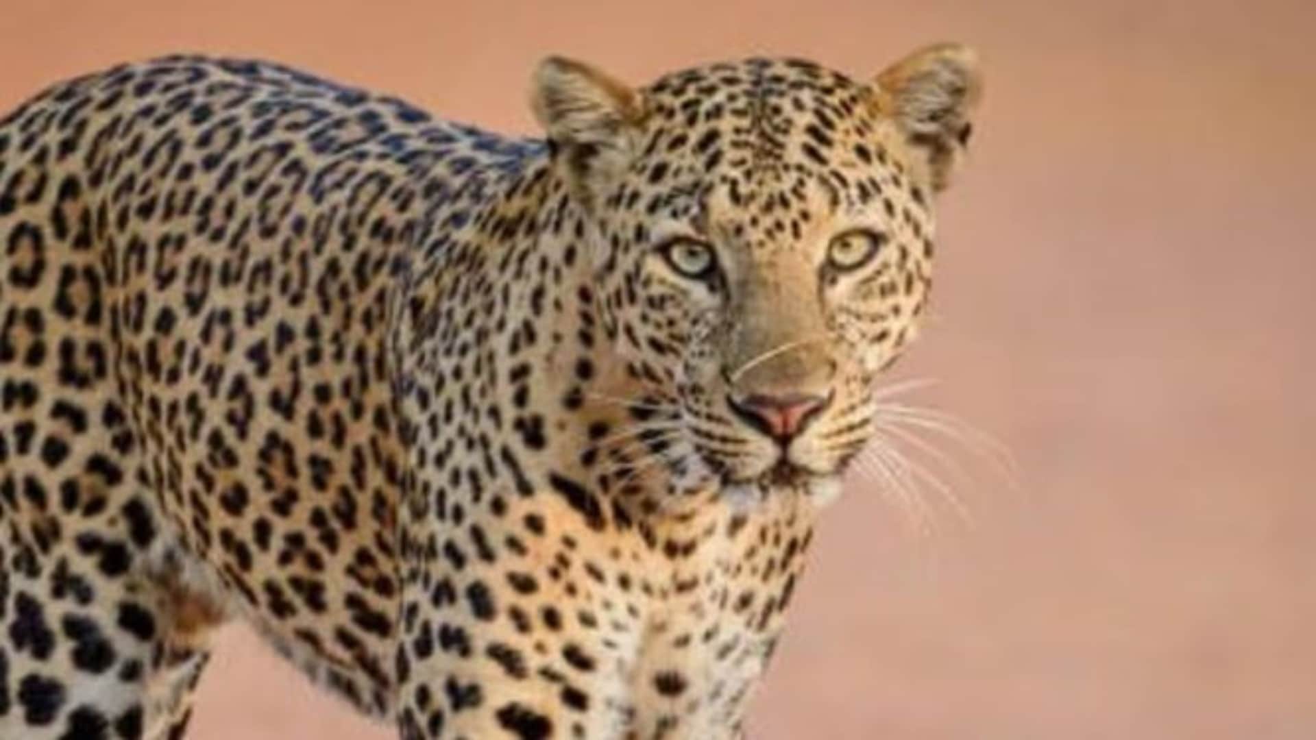 उदयपुरवाटी में पैंथर का मूवमेंट