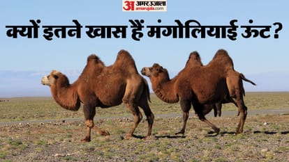 क्या है मंगोलियाई ऊंट की खासियत? जानकर हो जाएंगे हैरान