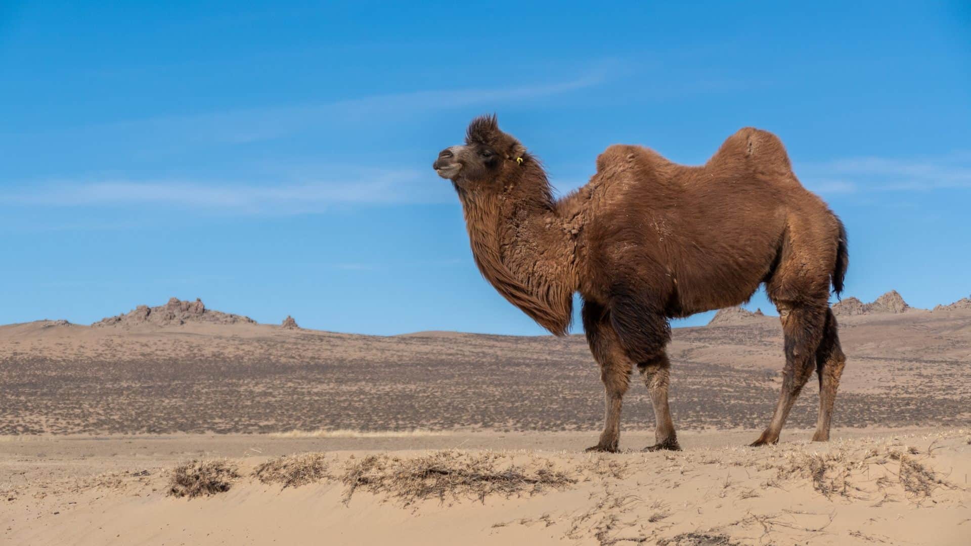 Republic Day 2026 indian army bactrian camel republic day parade military use ladakh