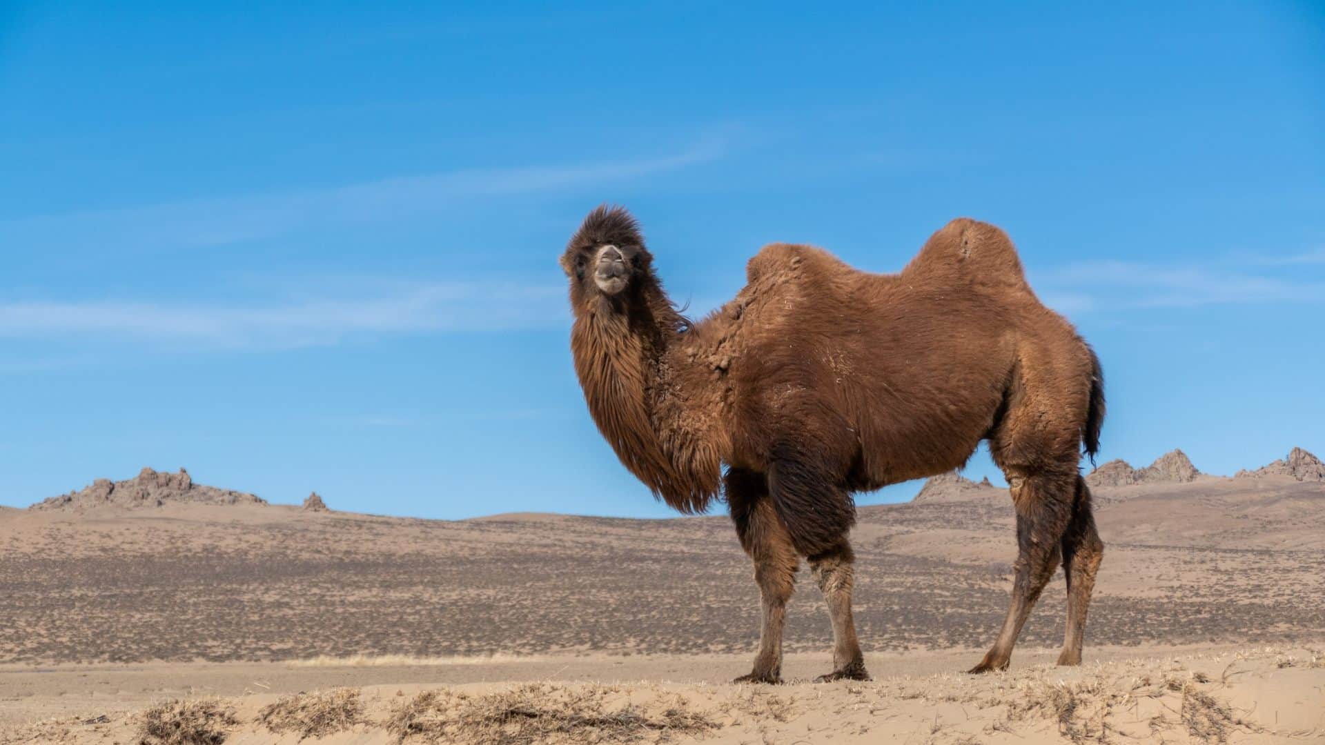Republic Day 2026 indian army bactrian camel republic day parade military use ladakh