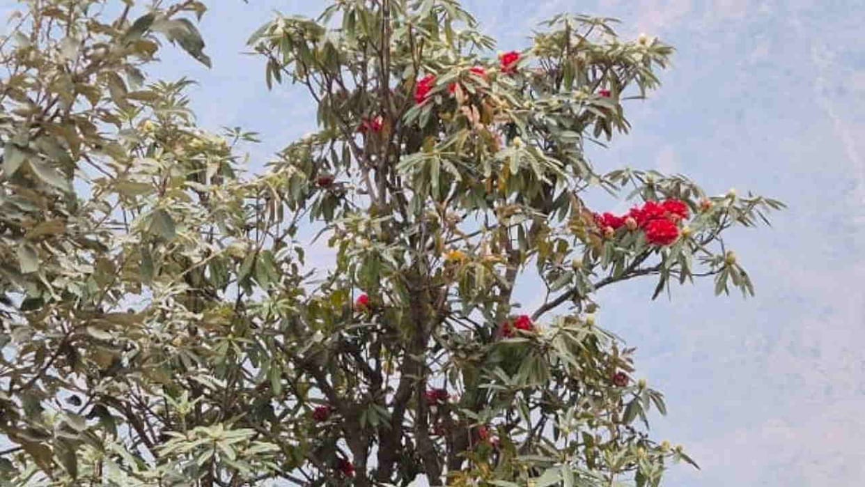 Rhododendron flower bloomed even before arrival of spring Uttarakhand weather News