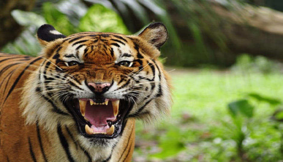 In one year, the tiger killed seven people in ramnagar