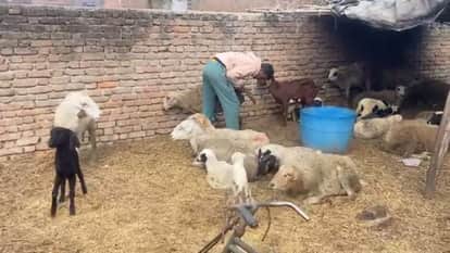wild animal killed six sheep and 15 were injured in Budaun