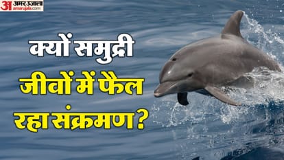 समंदर में मच रही है हलचल, क्यों समुद्री जीवों में फैल रहा संक्रमण?