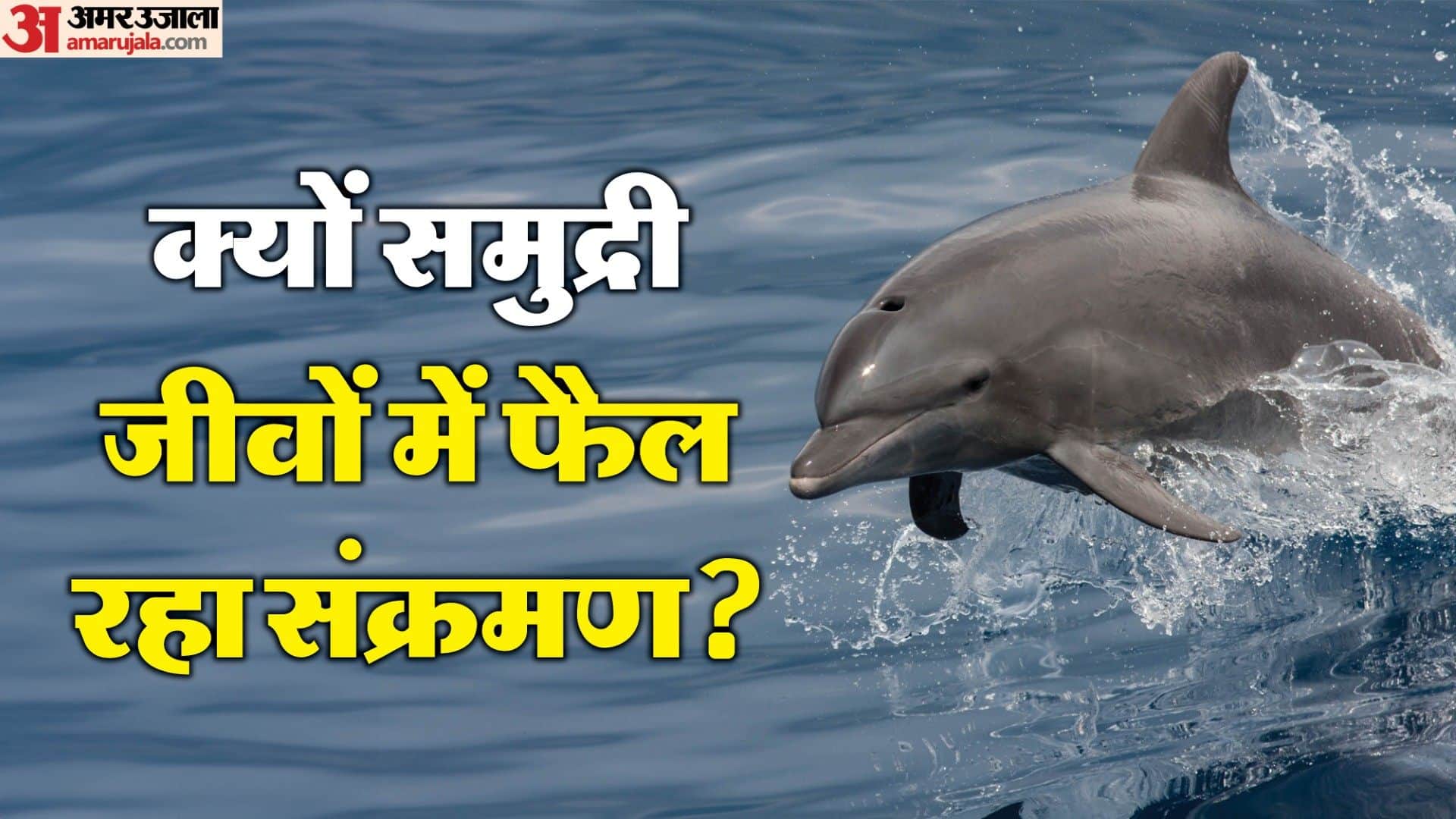 Social lives of whales, dolphins shape spread of infectious diseases