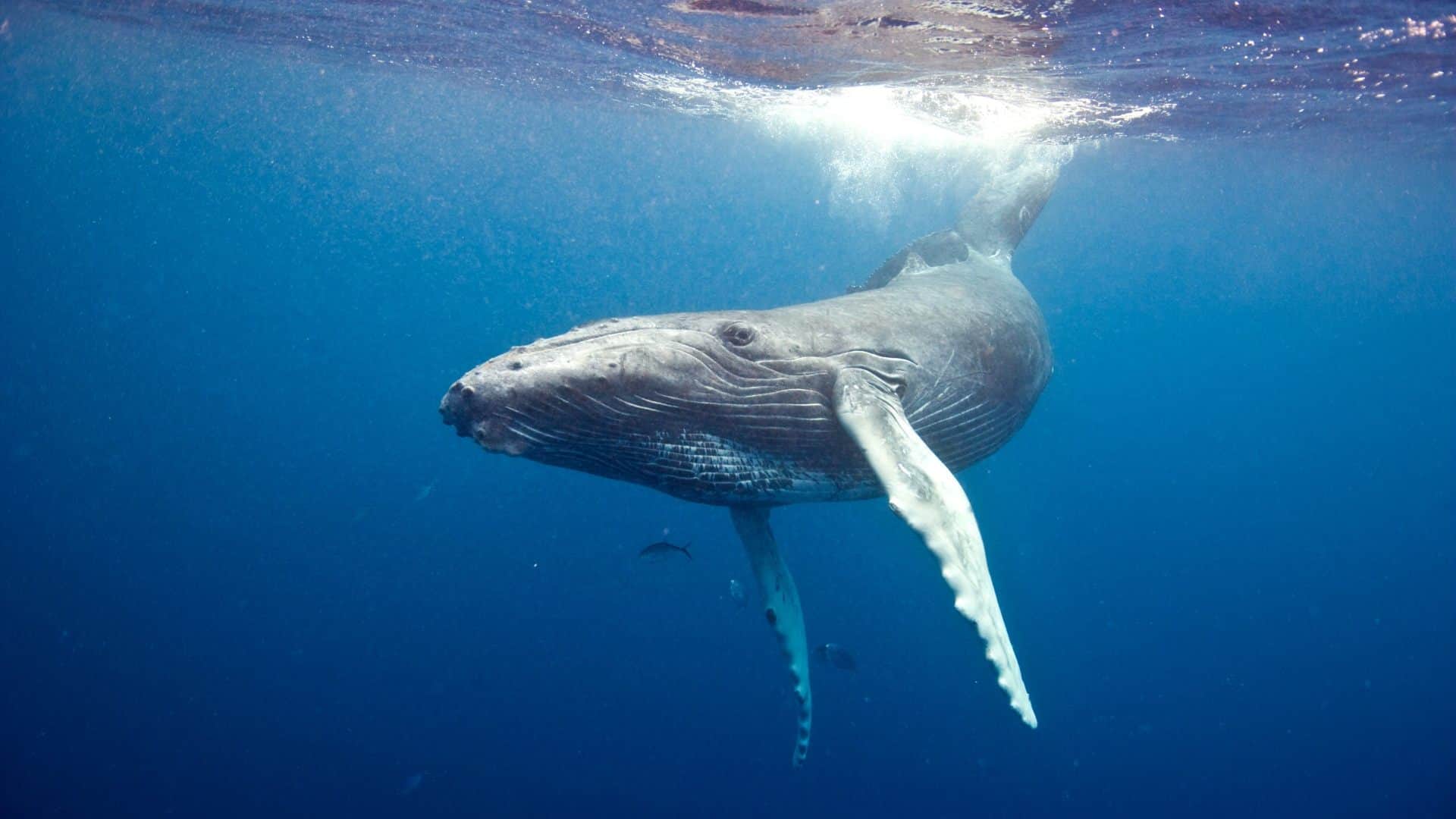 Social lives of whales, dolphins shape spread of infectious diseases