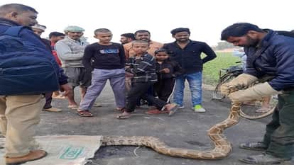 12 feet long python seen on farm edge