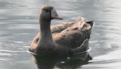 A rare swan, flying 960 km every day, has arrived in Baijnath from Alaska-Canada in bageshwar