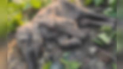 Bijnor: Three month old baby elephant dies due to cold, dead body found in forest range, investigation reveals