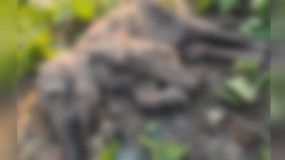 हाथी के बच्चे का शव मिला।