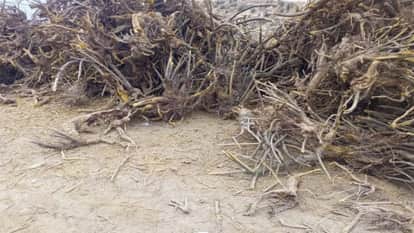 Health news: A medicine will be made in Uttarakhand from the medicinal plant Kashmal found in Himachal