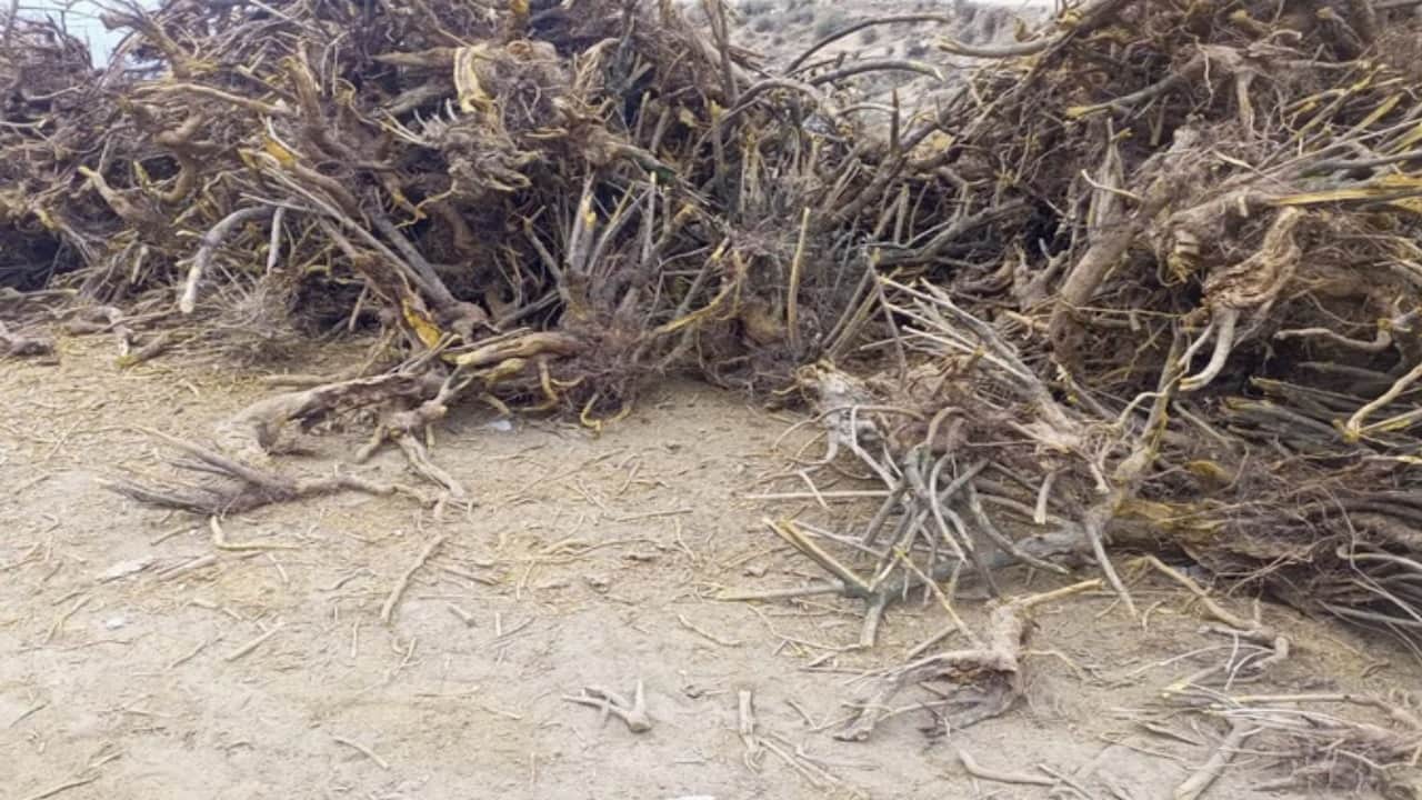 कशमल की जड़।