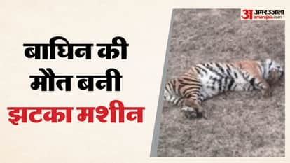 Umaria News: Gross negligence in wildlife safety, tigress electrocuted by farm shock machine, case registered