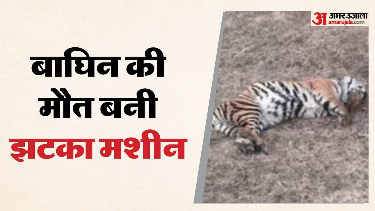 Umaria News: Gross negligence in wildlife safety, tigress electrocuted by farm shock machine, case registered