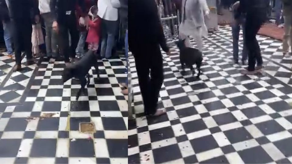 dogs roaming inside Banke Bihari Temple in Vrindavan in Mathura, video viral