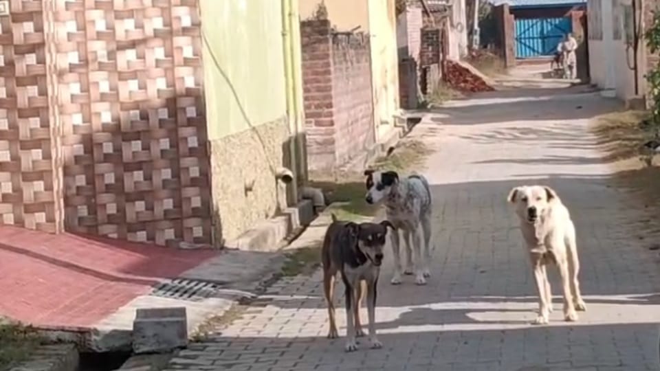 Seven-year-old boy was mauled by stray dogs in Pathankot