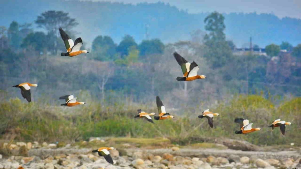 Jhansi: Bundelkhand's wetlands have become home to migratory birds.