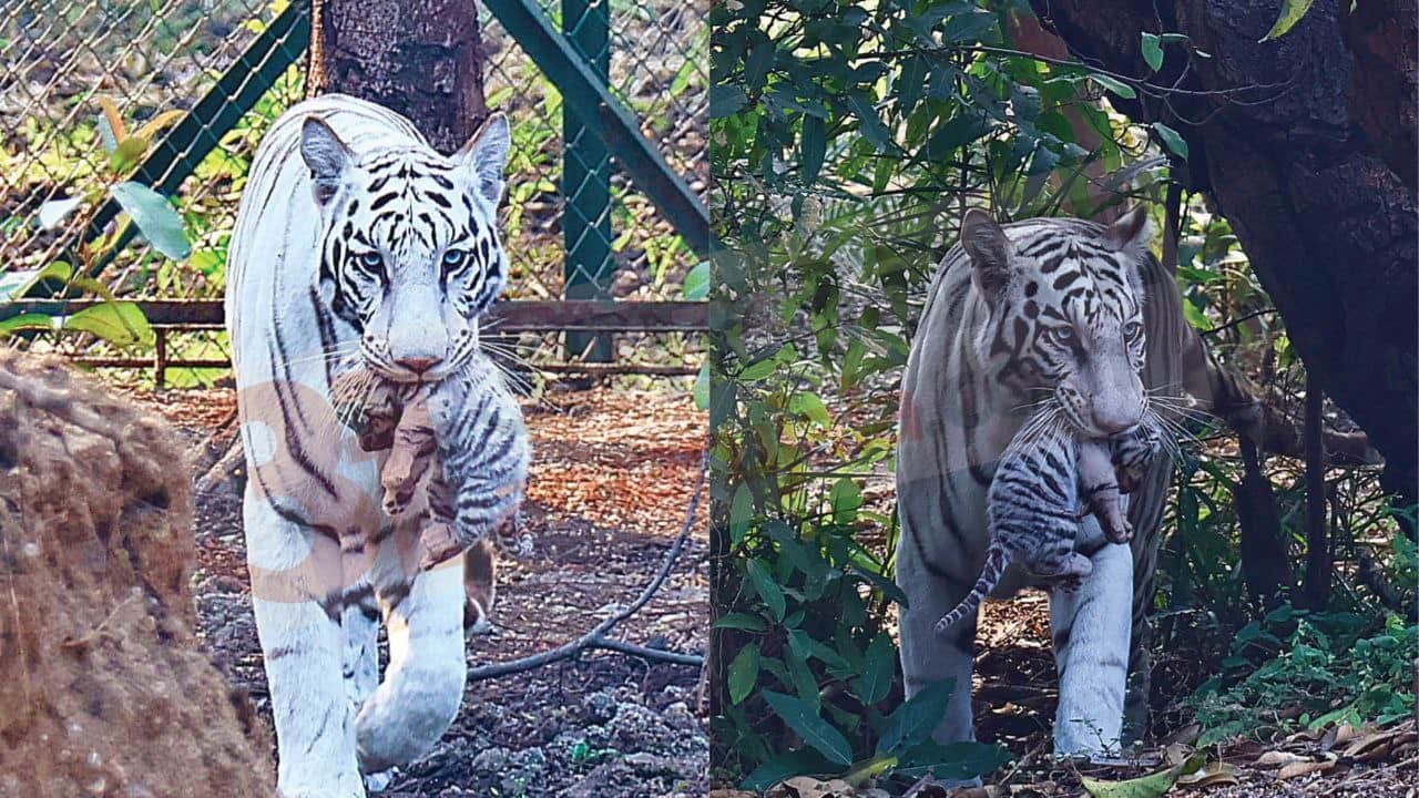 Indore News White tigress Pahar gives birth to three cubs in Kamla Nehru Zoo