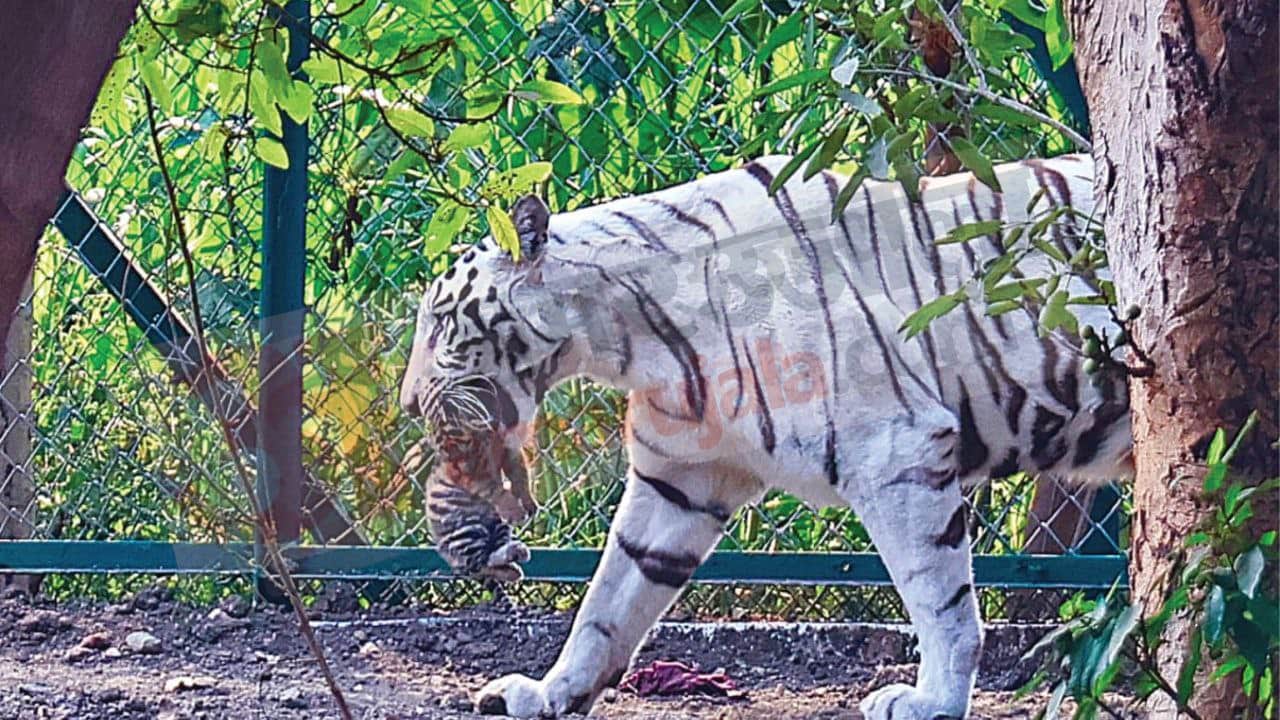 Indore News White tigress Pahar gives birth to three cubs in Kamla Nehru Zoo