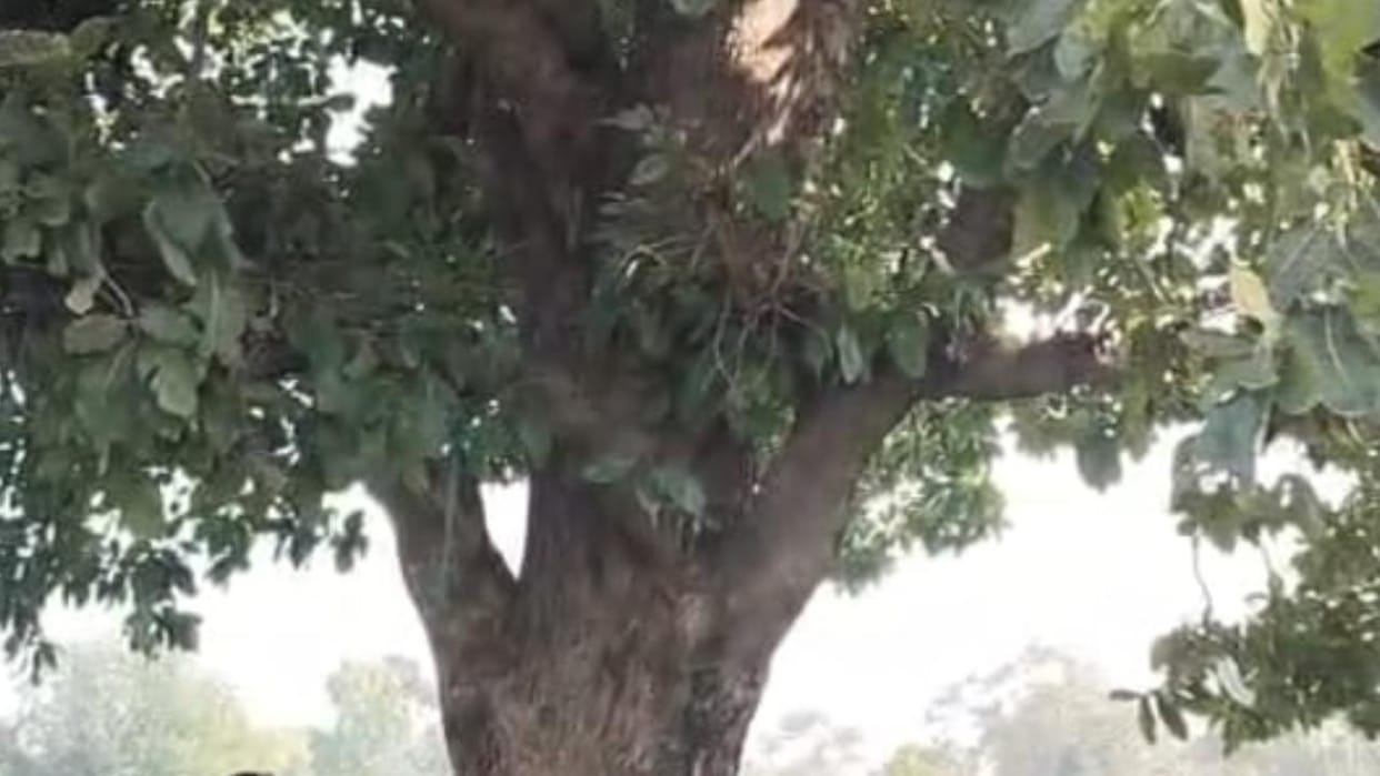 Lalitpur: A couple hanged themselves from a tree together; they were missing for three days.