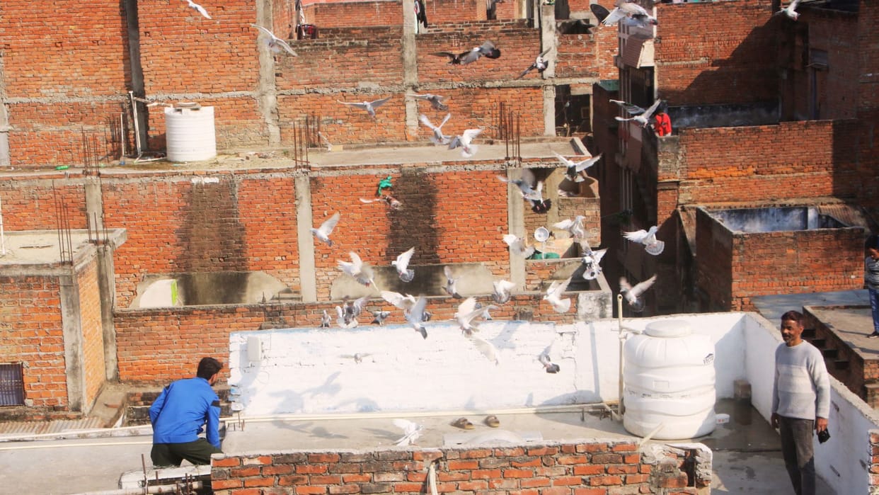 pigeon flying competition in Varanasi in May winner one whose pigeon stays in air for three hours