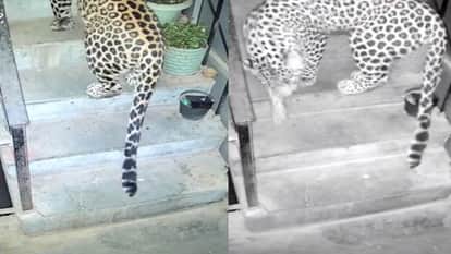 leopard reached the second floor of a house in Navbahar, Shimla; CCTV footage has emerged.