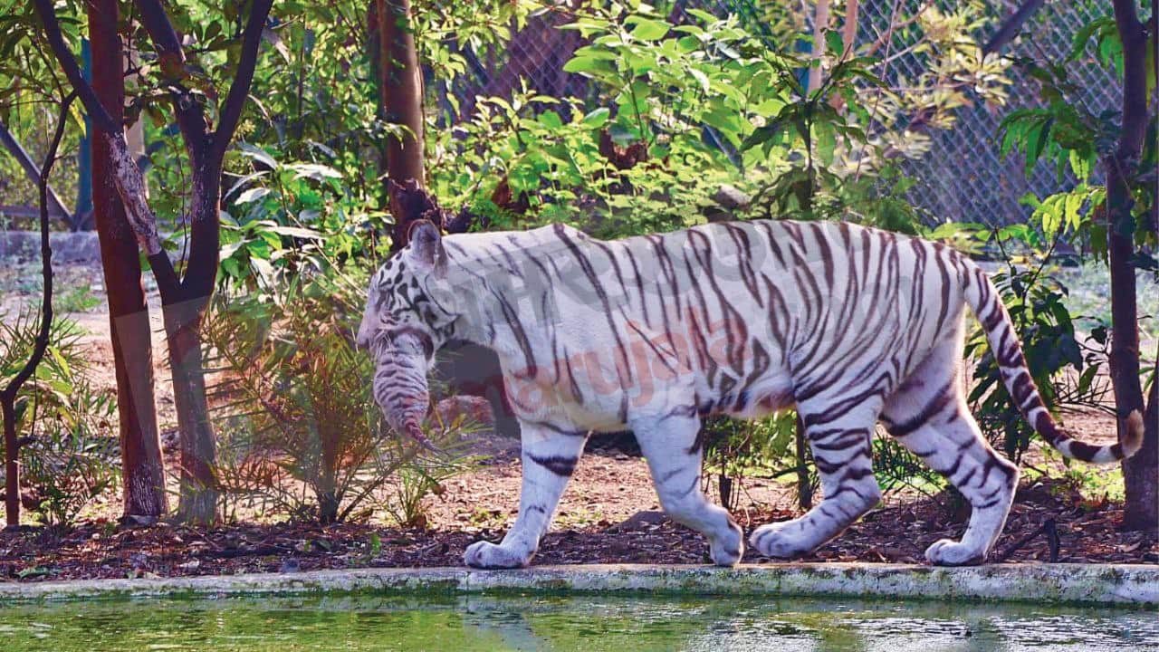 Indore News White tigress Pahar gives birth to three cubs in Kamla Nehru Zoo