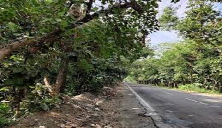 The Tanda forest route is open; travel without any worries in rudrapur