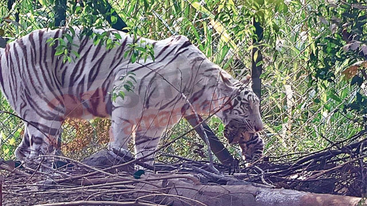 Indore News White tigress Pahar gives birth to three cubs in Kamla Nehru Zoo