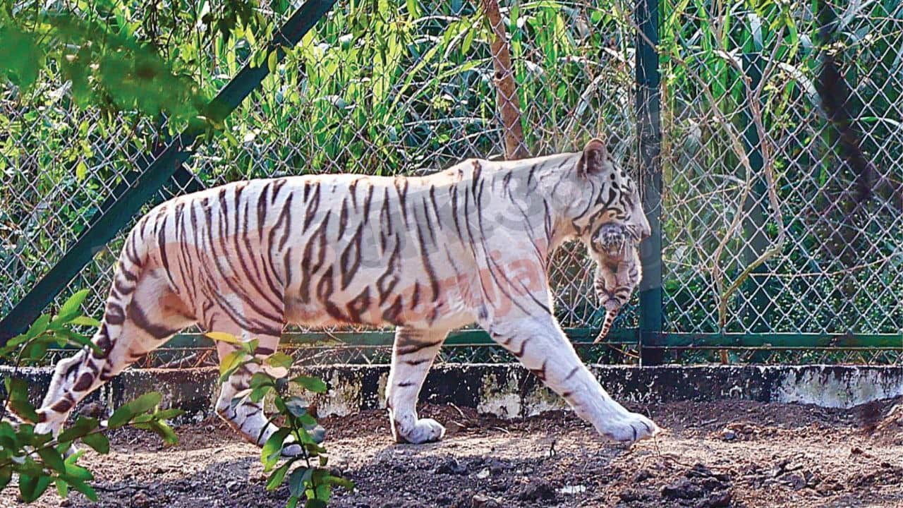 Indore News White tigress Pahar gives birth to three cubs in Kamla Nehru Zoo