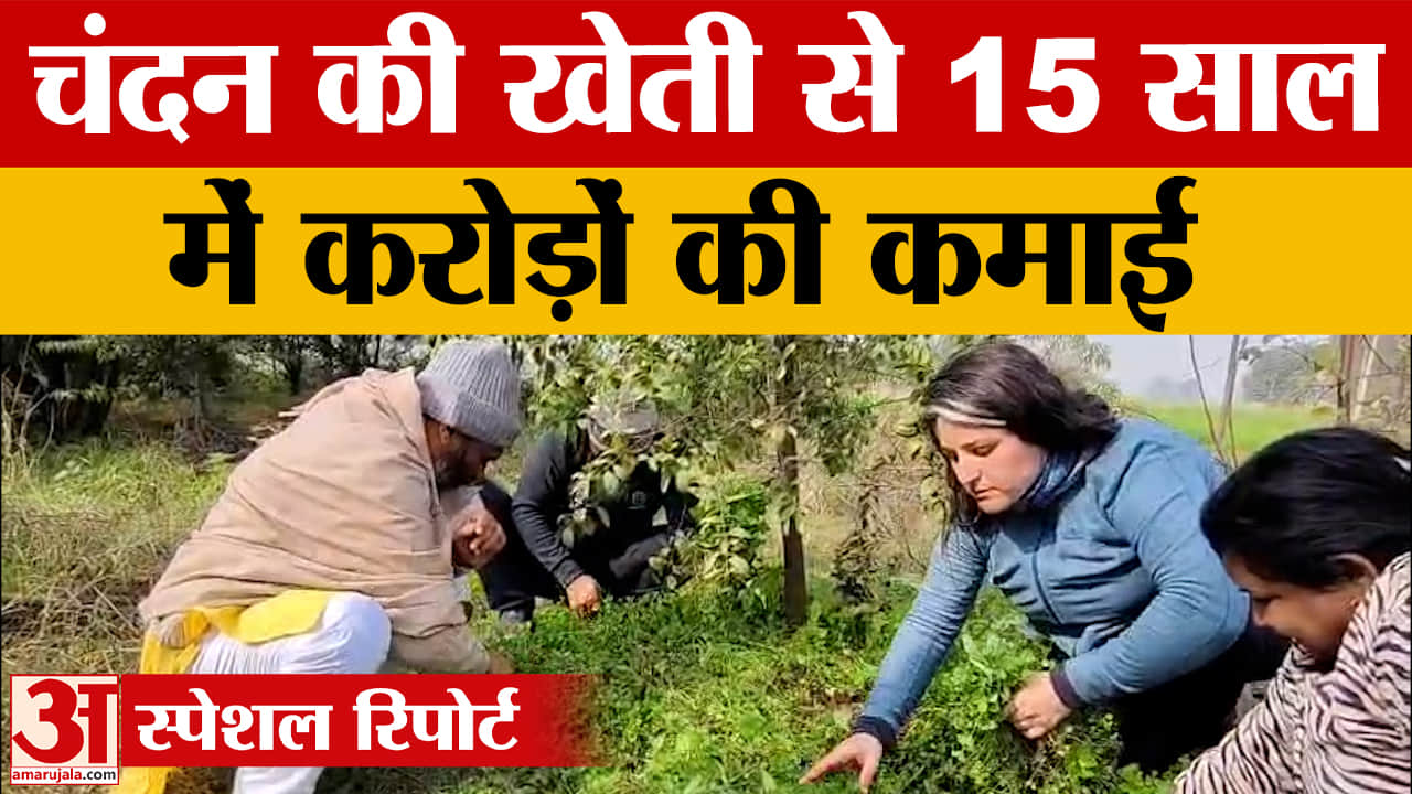 करनाल में सफेद चंदन की खेती से करोड़ों की कमाई