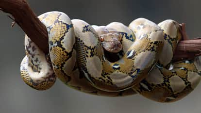 Python also get tickled if you dont believe So watch this video