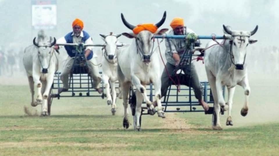 किला रायपुर में बैलगाड़ी दाैड़