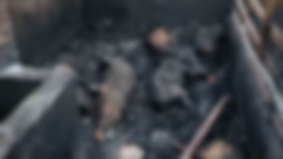 पिग फार्म में लगी आग।