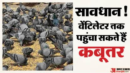 Rajasthan Health News: Pigeon Exposure Raises Risk of Serious Lung Disease in Jaipur