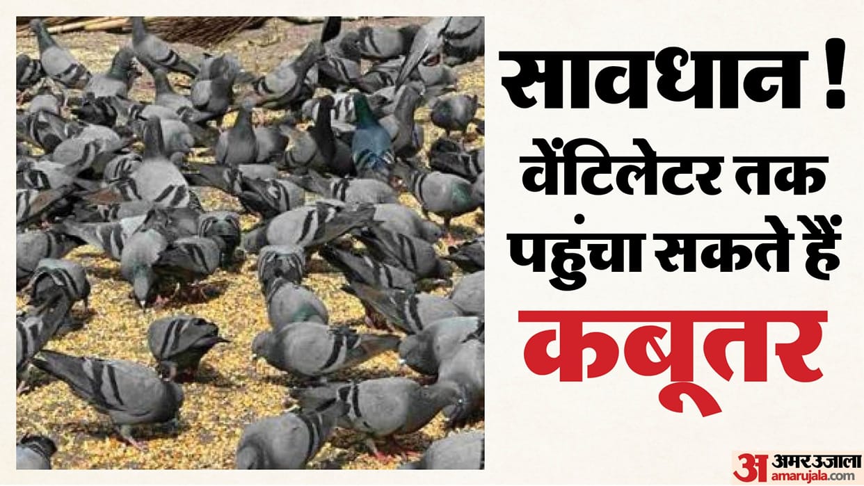 Rajasthan Health News: Pigeon Exposure Raises Risk of Serious Lung Disease in Jaipur