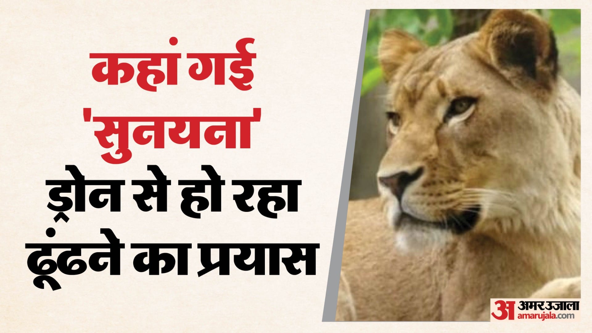 शेल्टर नहीं लौटी शेरनी सुनयना