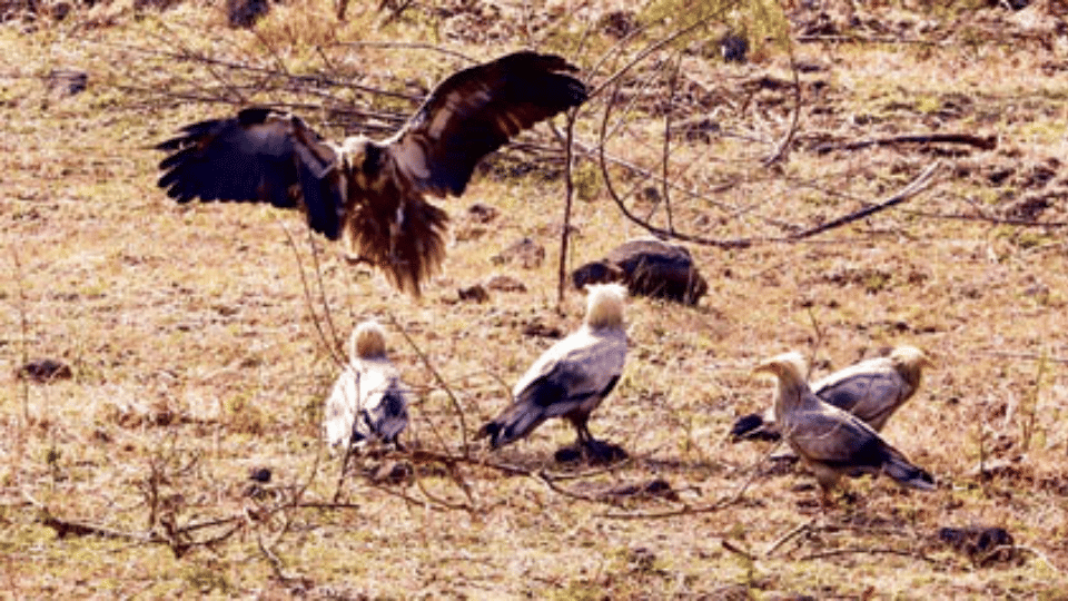 Indore News:इंदौर के आसमान में लौटा 'सफेद शिकारी', 9 साल बाद हुई 'आकाश के रक्षक' की वापसी - Indore News Rise In Egyptian Vulture Population At Devguradia Trenching Ground Survey Report -