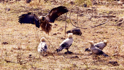 Indore News Rise in Egyptian Vulture population at Devguradia Trenching Ground survey report