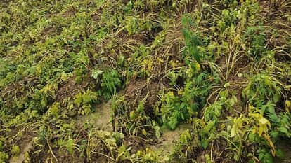 Drizzle threatens potato, mustard and wheat crops