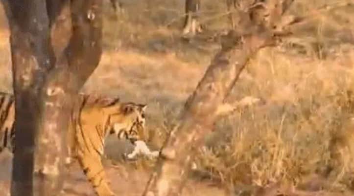 बाघ का फुर्तीला शिकार कैमरे में कैद
