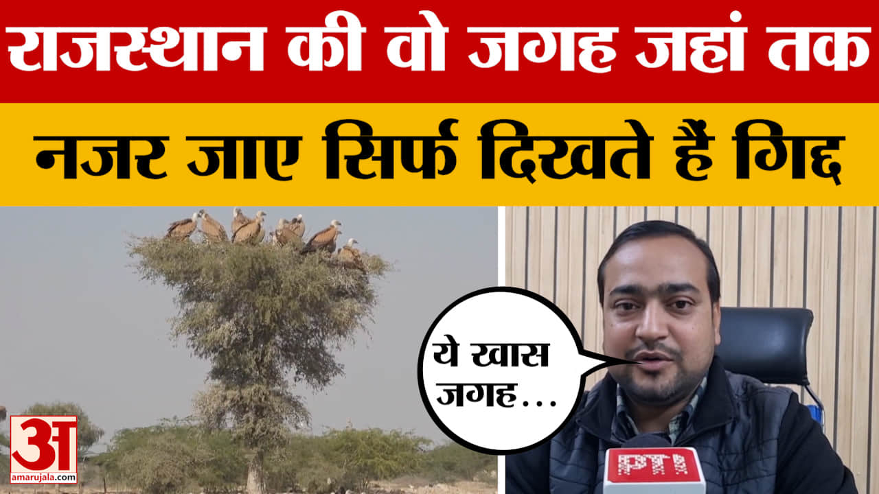 Bikaner: 'गिद्दों का ठिकाना' कही जाने वाली वो जगह हर तरफ सिर्फ नजर आते हैं गिद्द, जानें क्यों?