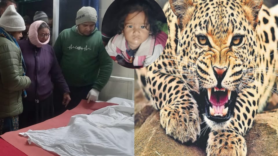 Kotdwar News Leopard snatched girl from courtyard of her house in Lansdowne and killed her
