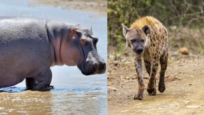 Hippo taught a lesson to the hyena that came hunting video goes viral on social media