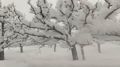 Himachal Snowfall:  Spring brings rain and snowfall, lifeline for fields and gardens; will boost tourism