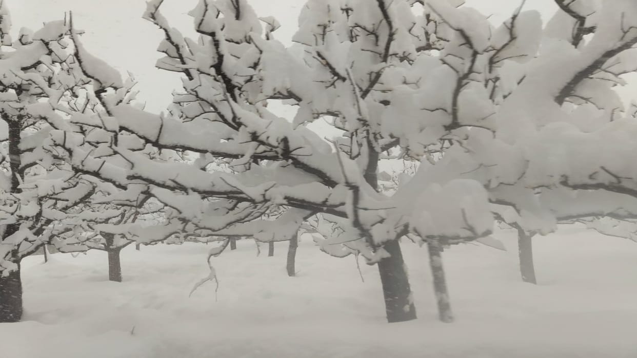 Himachal Snowfall:  Spring brings rain and snowfall, lifeline for fields and gardens; will boost tourism