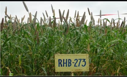 Less water, more yield India first three-way hybrid pearl millet variety offers up to 27% increase in yield